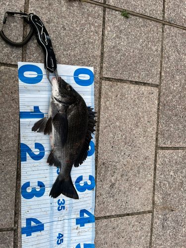 クロダイの釣果