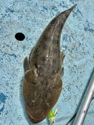 マゴチの釣果