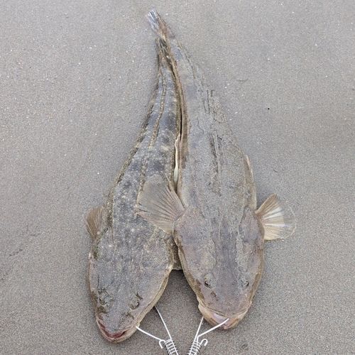 マゴチの釣果
