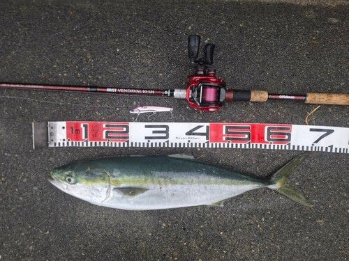 ワラサの釣果