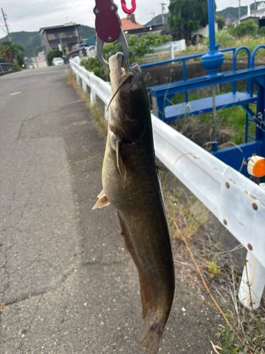 ナマズの釣果
