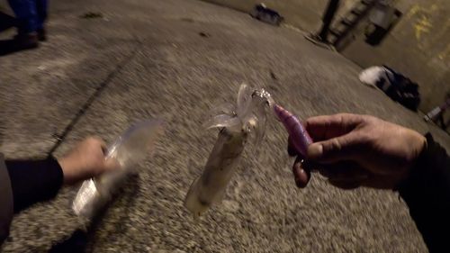 シロイカの釣果