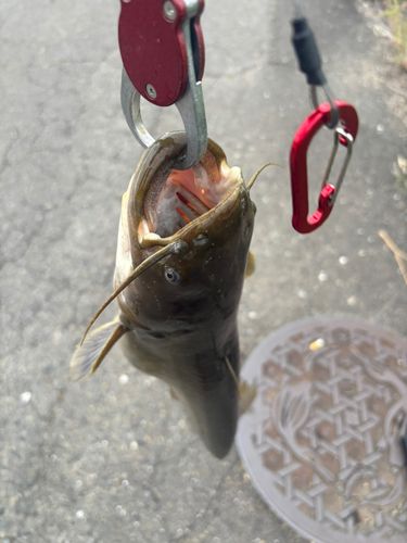 ナマズの釣果