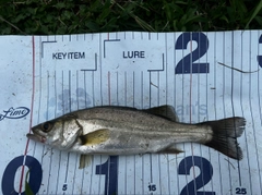 セイゴ（マルスズキ）の釣果