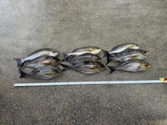イサキの釣果