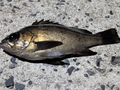 メバルの釣果