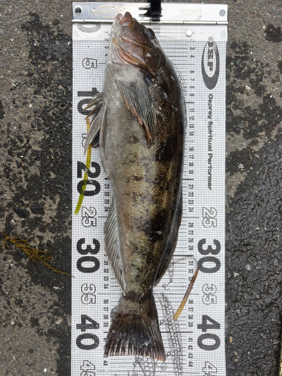 アピア Brute HR HARBOR BULL 96H APIA ブルート' HR HARBOR BULL 96Hの最安値・インプレ・釣果
