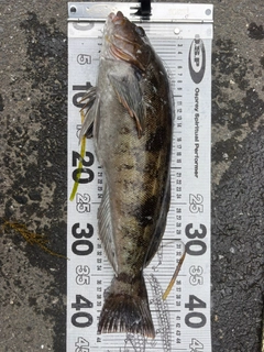 アイナメの釣果
