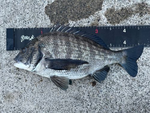 チヌの釣果