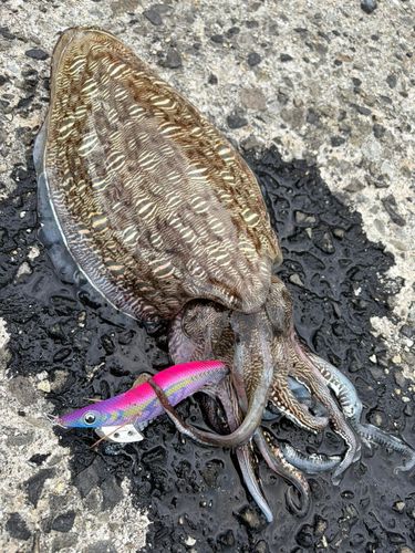 モンゴウイカの釣果