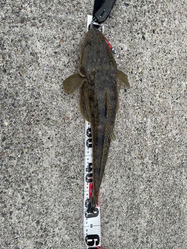 マゴチの釣果