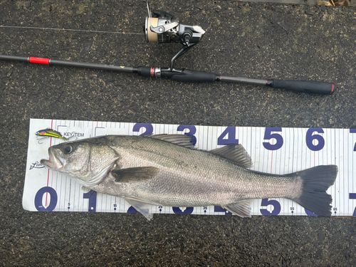 シーバスの釣果