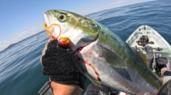 ワラサの釣果