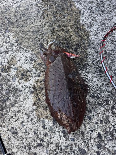 モンゴウイカの釣果