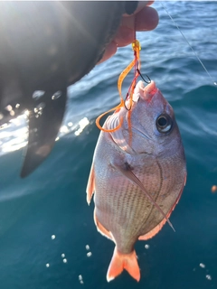 タイの釣果