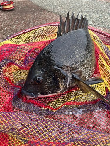 クロダイの釣果