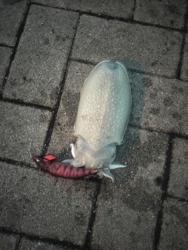 コウイカの釣果