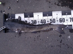 アメリカナマズの釣果