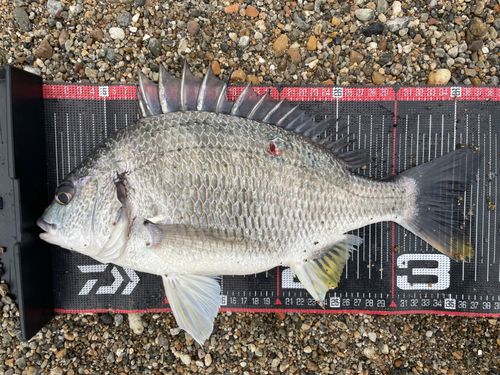 キビレの釣果