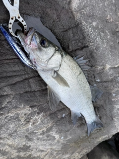 ヒラスズキの釣果