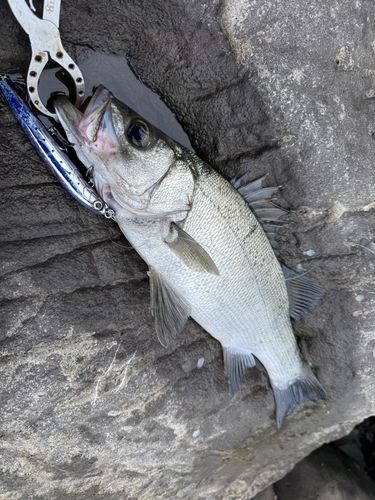 ヒラスズキの釣果