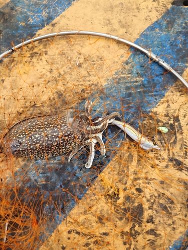 シリヤケイカの釣果