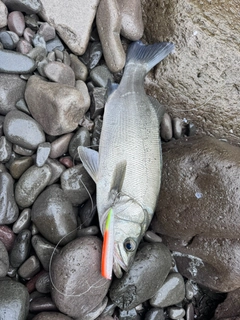 ヒラスズキの釣果