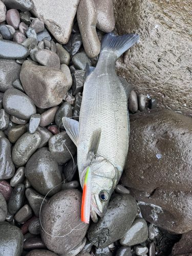 ヒラスズキの釣果