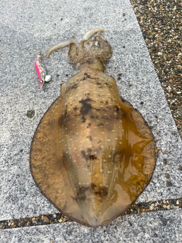 アオリイカの釣果