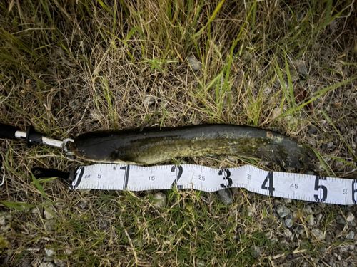ナマズの釣果