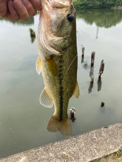 ラージマウスバスの釣果