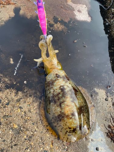アオリイカの釣果