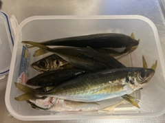 アジの釣果