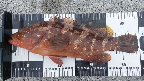 キジハタの釣果