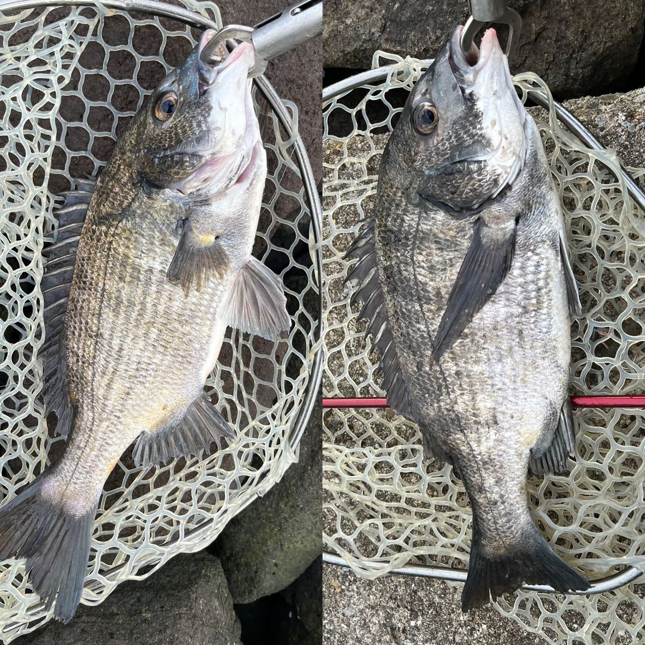 DAIWA 20アルファス SV TW 800HLの最安値・インプレ・釣果 | 本音の