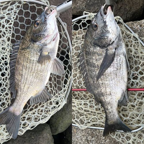 クロダイの釣果