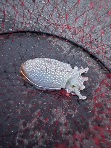 シリヤケイカの釣果