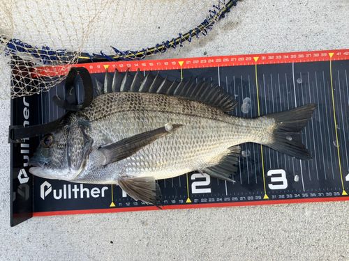 チヌの釣果