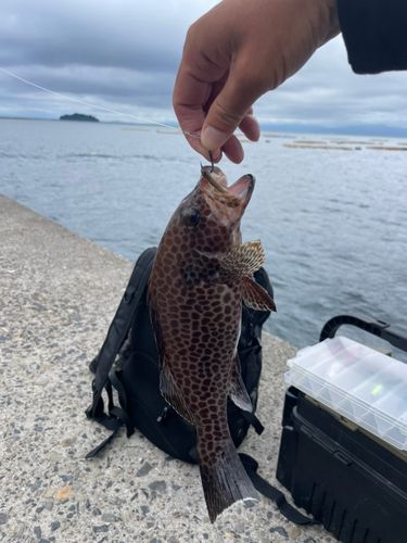 ギンガメアジの釣果