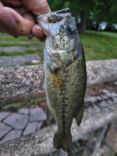 ラージマウスバスの釣果
