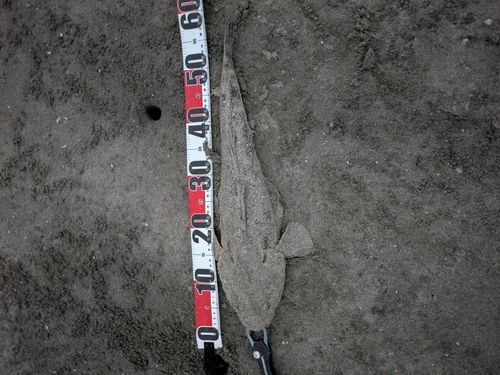 マゴチの釣果
