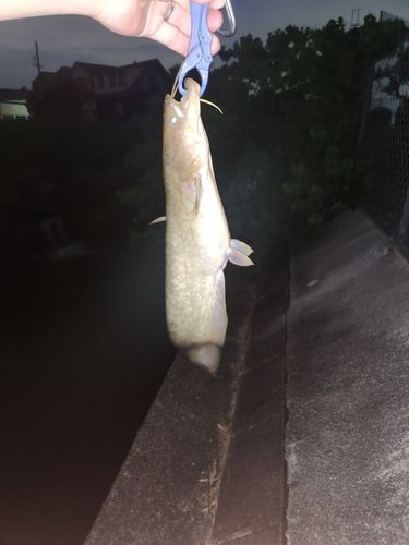 ナマズの釣果