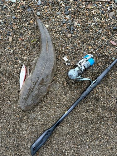 マゴチの釣果