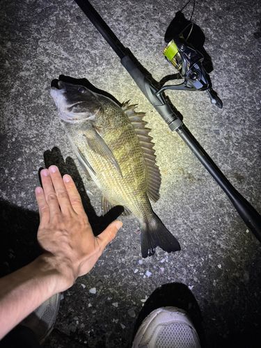 クロダイの釣果
