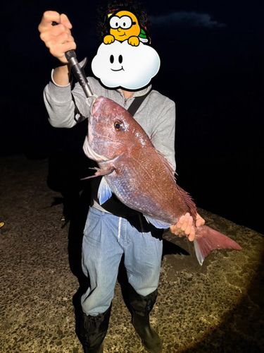 マダイの釣果
