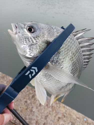 キビレの釣果