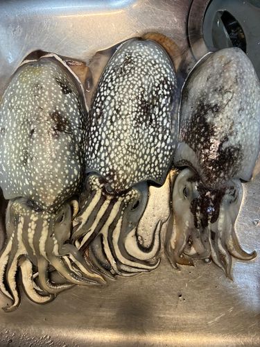 シリヤケイカの釣果