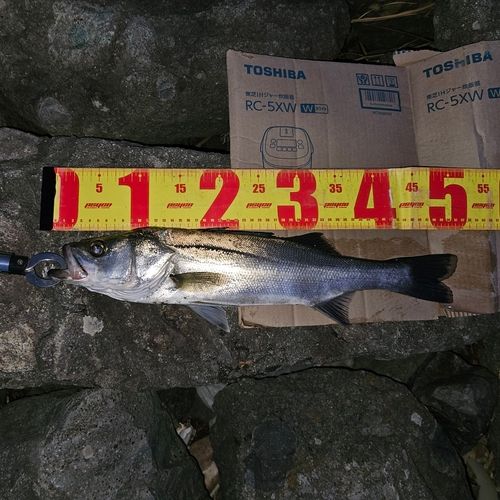 シーバスの釣果