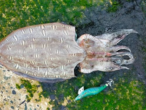 モンゴイカの釣果