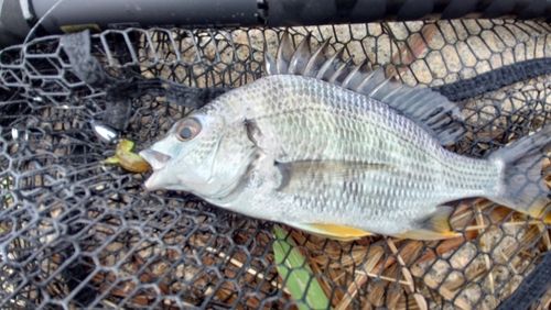 キビレの釣果